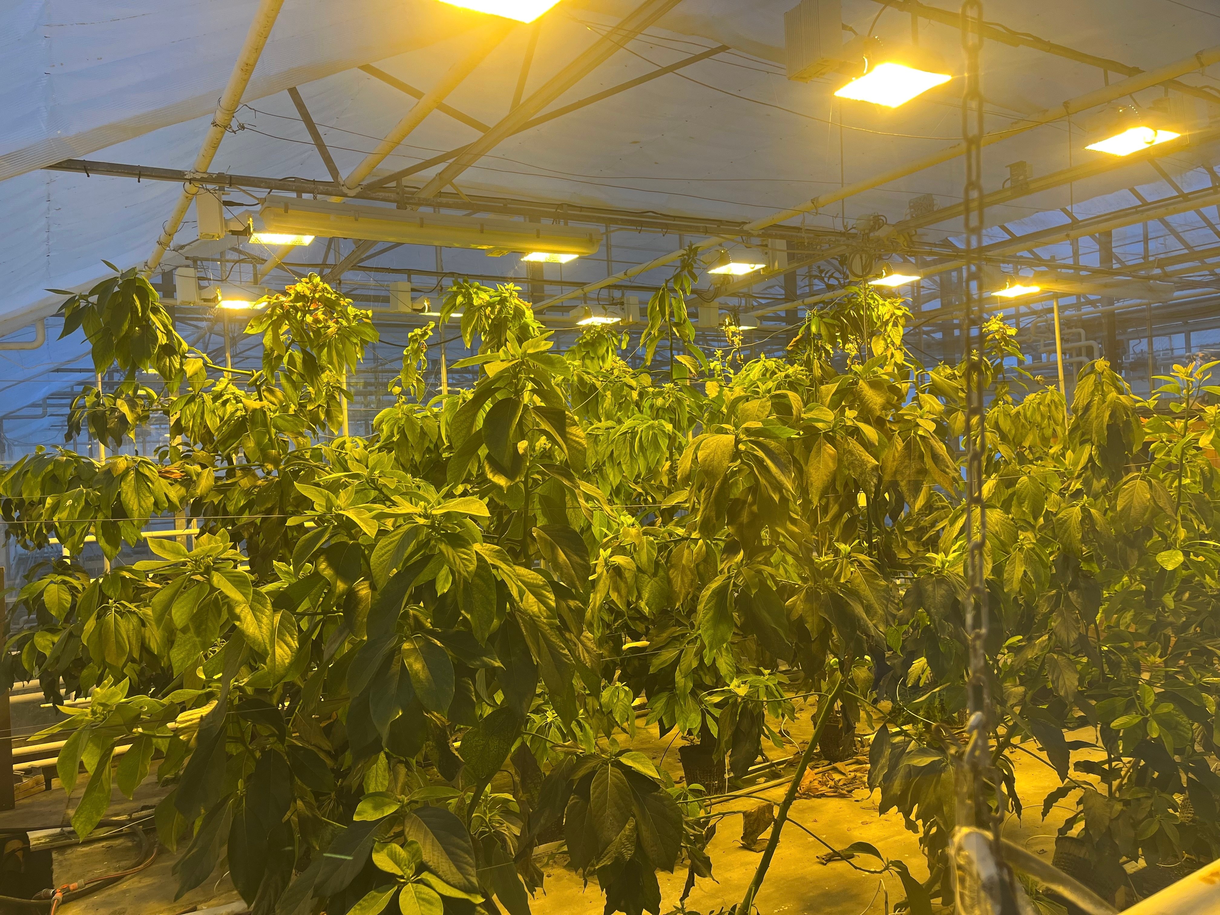 Avokado-jungel_NIBIO